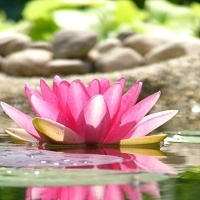 Reiki Healing & Training