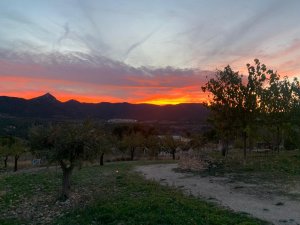 Esencia Plant Medicine & Therapy Esencia Plant Medicine & Therapy