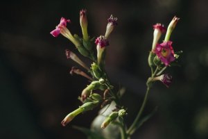 Samadi Healing Samadi Healing